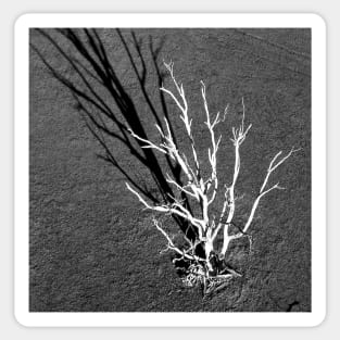 The White Tree, Benalla : aerial photograph Sticker